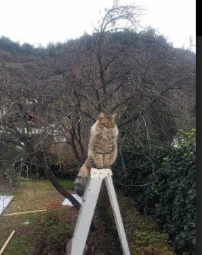 开云体育APP下载-乔治一手掌控，公牛对阵太阳的比赛走势