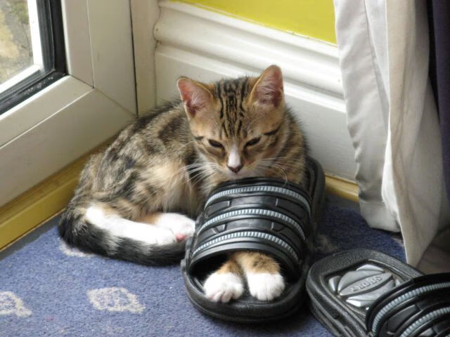 铁血红军的南美风暴，卡马文加一锤定音，利物浦高压战术击溃乌拉圭