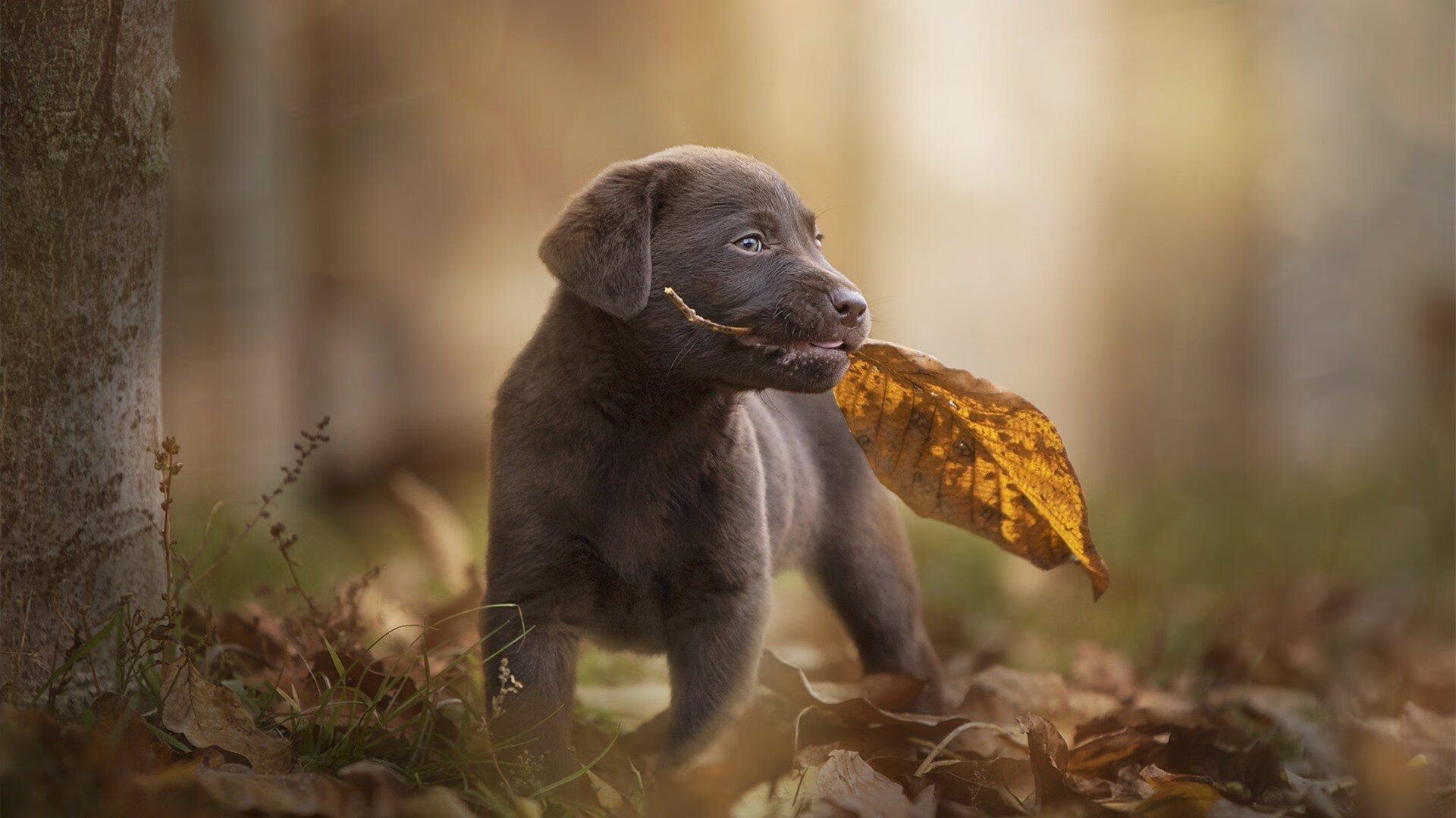 篮网,风暴席卷圣城,东契奇,独行侠接管未来
