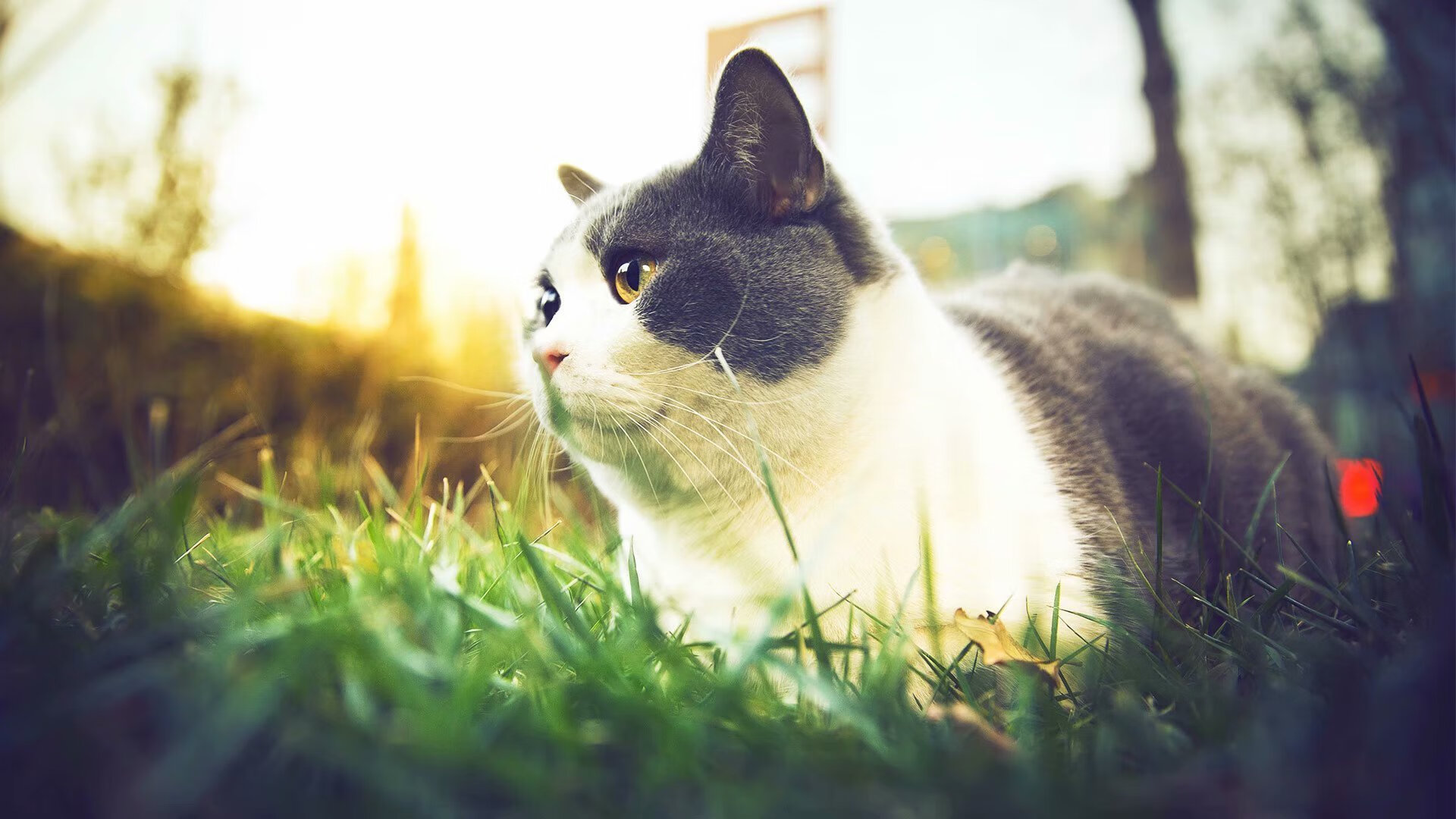 纽约变奏曲,当小城之子在麦迪逊谱出关键华章