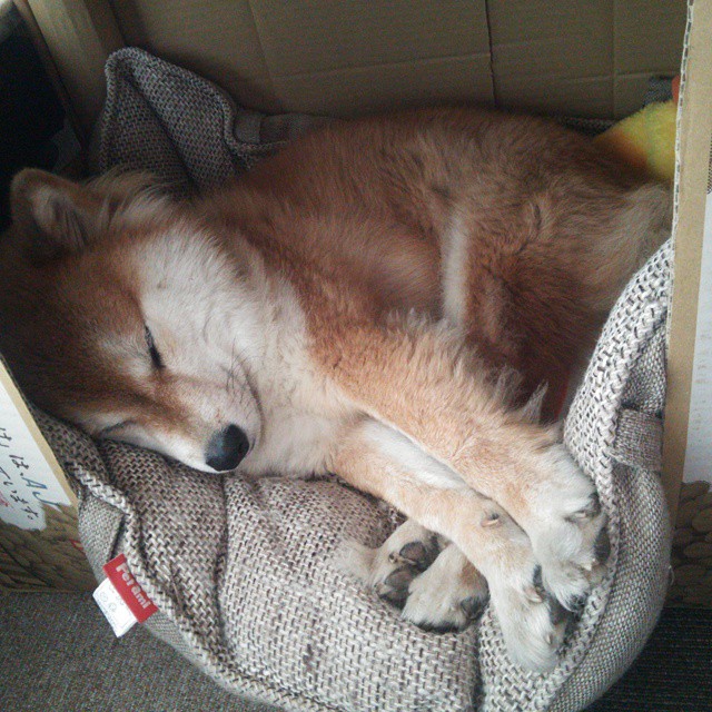 开云体育官网-双星闪耀，唯一传奇，广东队晋级与西亚卡姆欧冠封神之战