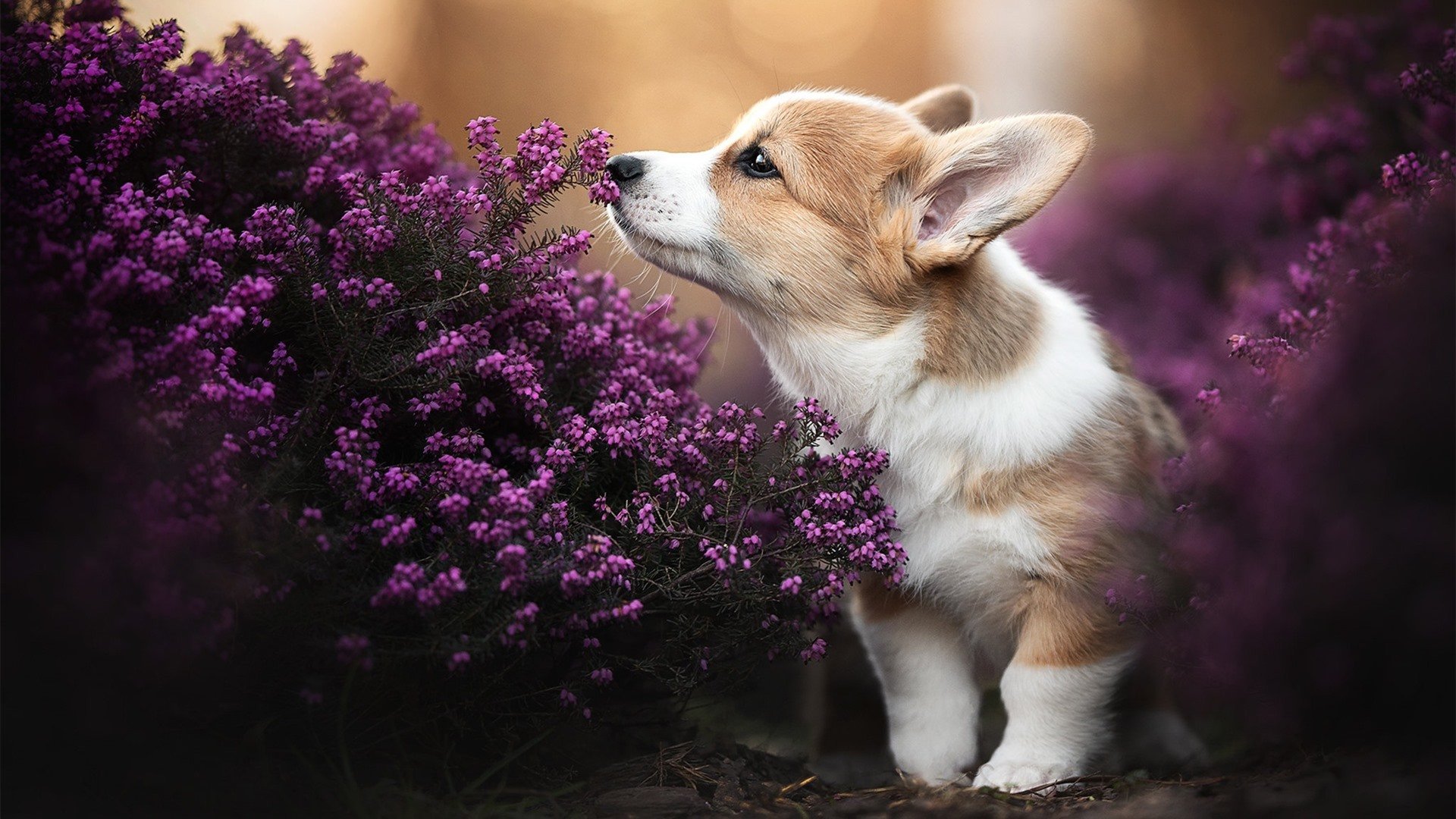 绿茵场与外交场，论爆发的两种形态—从法比尼奥的赛场统治到伊拉克的海上封锁