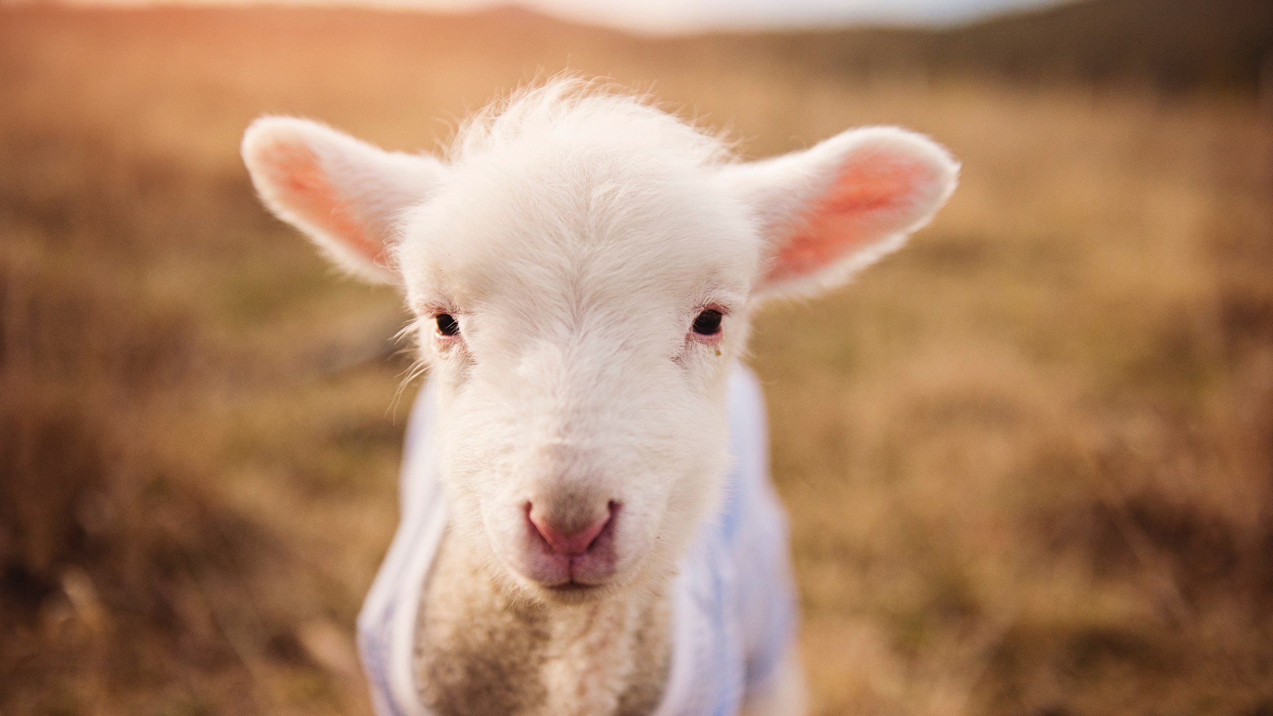 开云体育中国-舞步撕裂雷鬼节奏，德布劳内的蓝色独舞，为里昂奏响胜利序曲