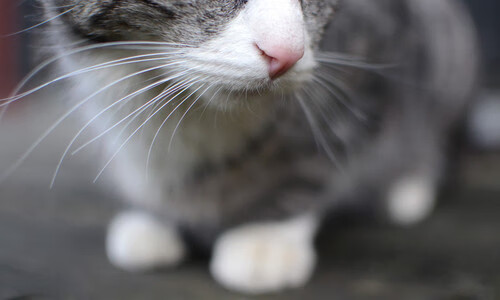 夜莺在加时赛第三分钟开始歌唱，当沉默者蒂亚戈成为伯纳乌的破晓之声